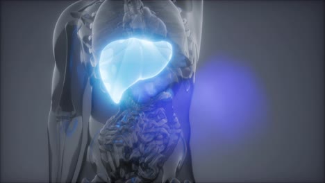 Human-Liver-Radiology-Exam